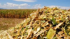 Silagem tratada com inoculantes para melhor qualidade fermentativa